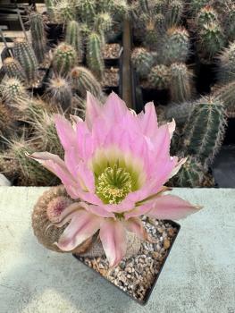 Echinocereus pectinatus
